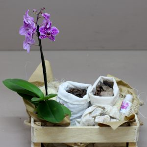 Orchid Kit Hamper